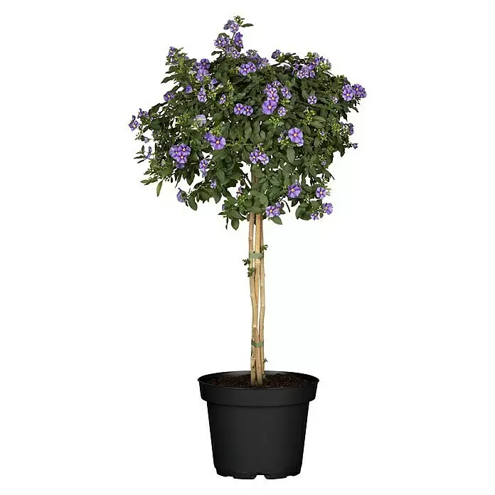 Piardino Enzianstrauch - Solanum rantonettii, Topfgröße: 21 cm - Vorderansicht