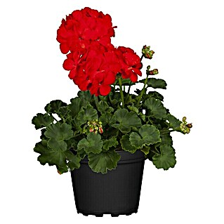 Piardino Zonal-Pelargonie (Pelargonium zonale)
