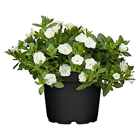 Zauberglöckchen (Calibrachoa 'Kiss Kiss', Topfgröße: 12 cm, Bunt)