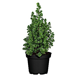 Piardino Weiße Scheinzypresse (Chamaecyparis thyoides 'Excellent Point'®, Topfgröße: 13 cm)