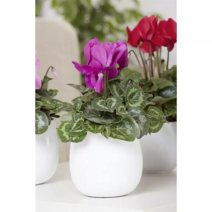 Piardino Zimmer-Alpenveilchen - Cyclamen persicum Pastel Flame, Topfgröße: 13 cm, Dunkelrosa/Weiß - Stimmungsaufnahme