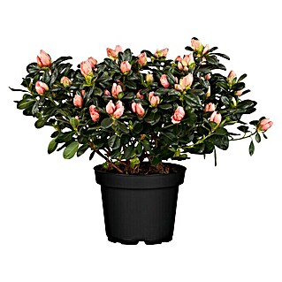 Piardino Zimmerazalee (Rhododendron simsii Long Life, Topfgröße: 12 cm, Rosa)
