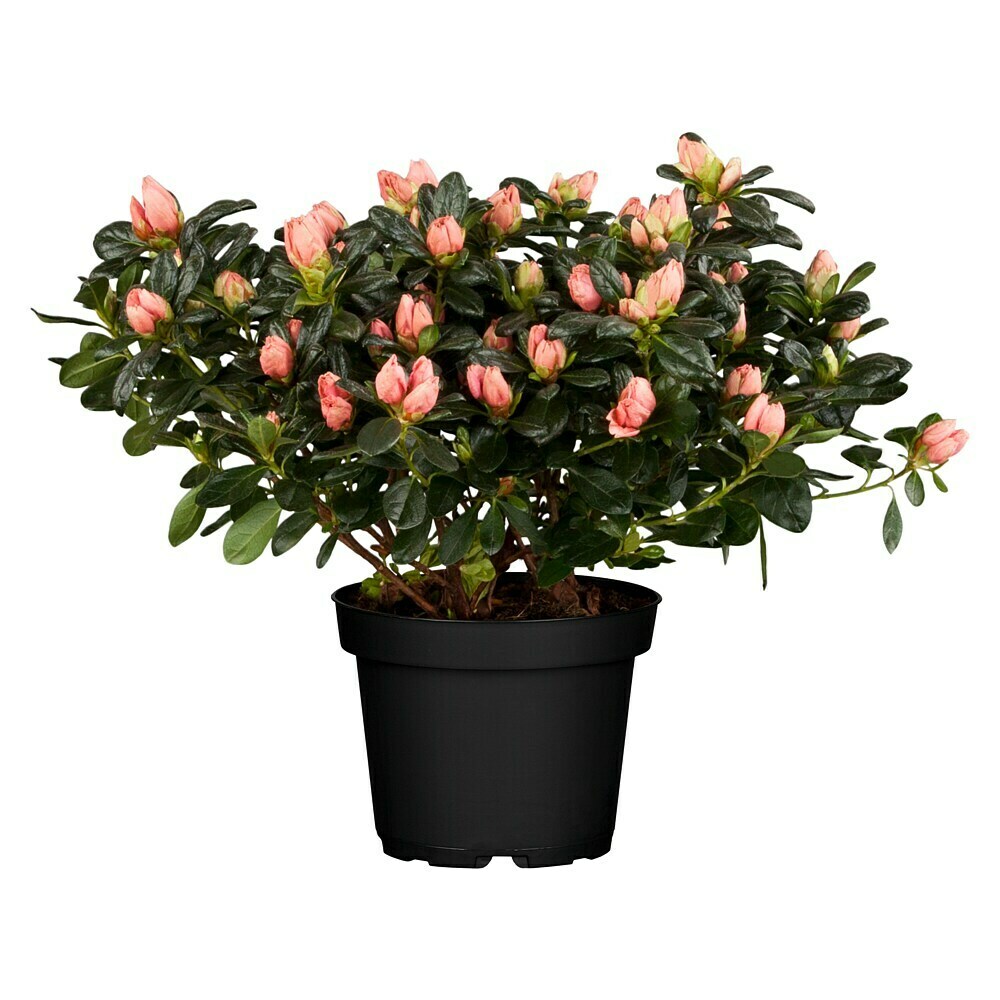 croton zimmerpflanze Codiaeum 'Mrs. Iceton'