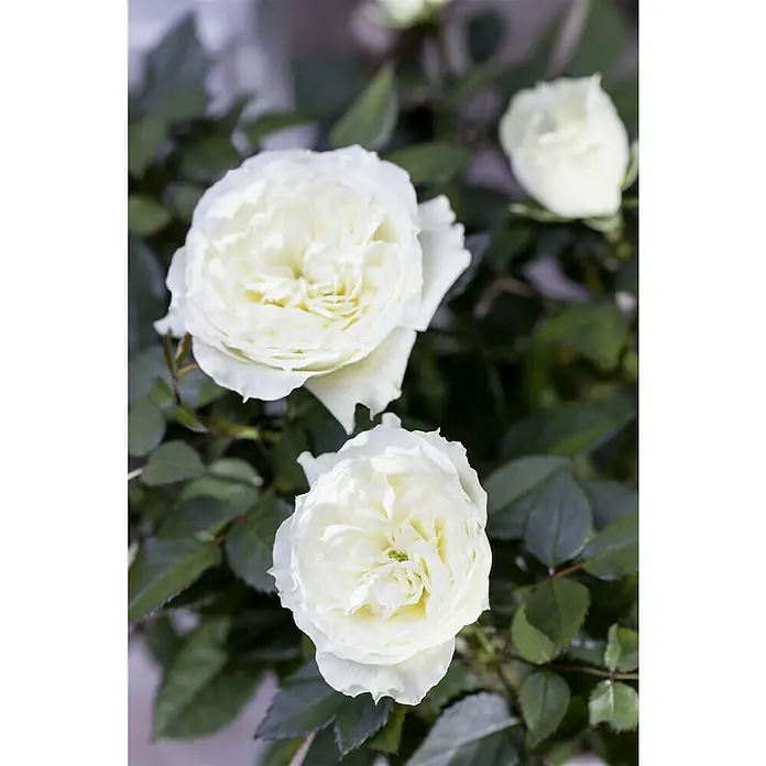 Piardino Rosa híbrida - Rosa x hybrida, Tamaño de maceta: 12 cm - Primer plano de flores de rosas blancas con pétalos suaves y hojas oscuras y brillantes al fondo. Una exhibición floral elegante y delicada.