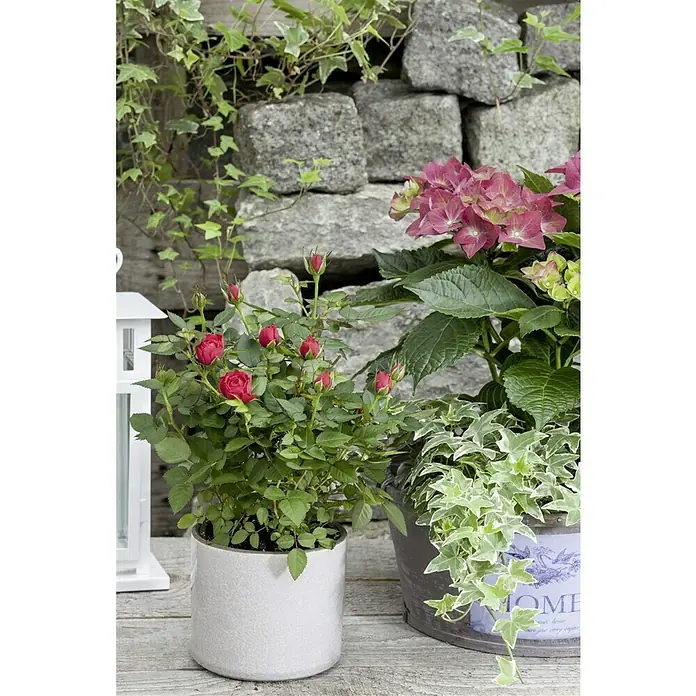 Piardino Rosa híbrida - Rosa x hybrida, Tamaño de maceta: 12 cm - Plantas en maceta florecientes con una mini rosa roja y una hortensia rosa. Plantas decorativas de interior o exterior que aportan un ambiente natural.