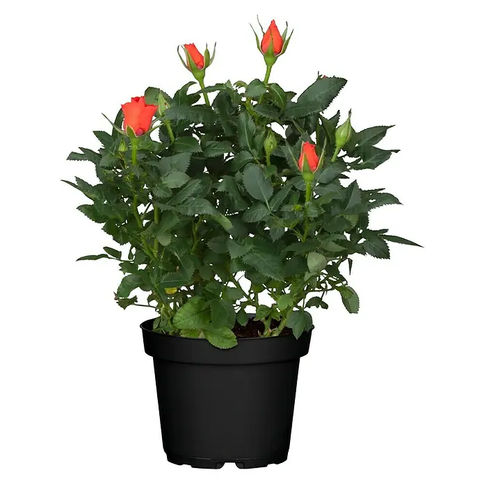 Piardino Rosa híbrida - Rosa x hybrida, Tamaño de maceta: 12 cm - Rosal en maceta con flores rojas y hojas verdes en una maceta negra. Ideal para decorar interiores.