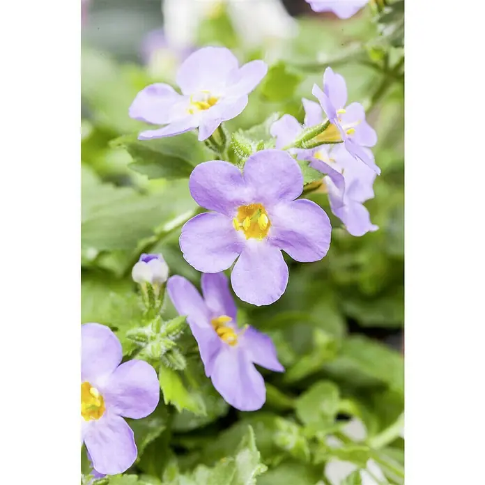 Piardino Schneeflockenblume - Sutera grandiflora, Topfgröße: 13 cm, Mehrfarbig - Nahaufnahme von zarten, lila Blüten mit gelben Zentren, umgeben von üppigem Grün, die die natürliche Schönheit der Pflanze hervorheben.
