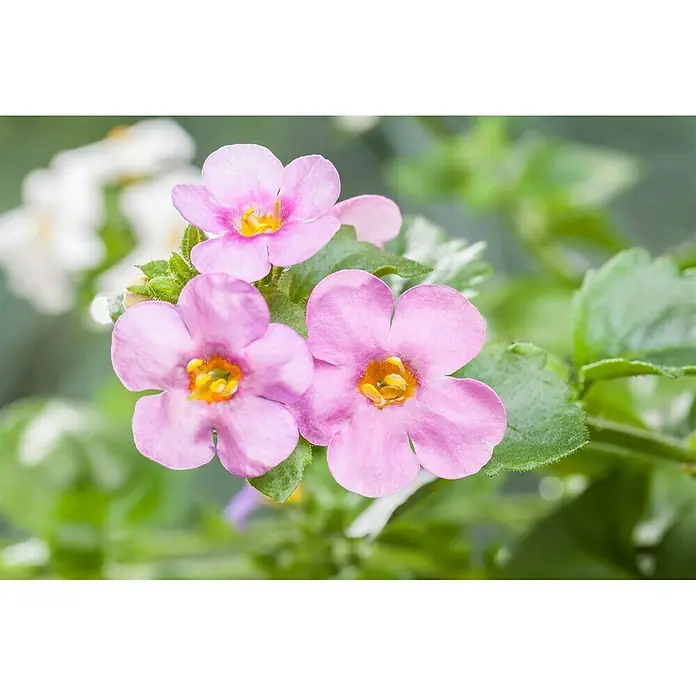 Piardino Schneeflockenblume - Sutera grandiflora, Topfgröße: 13 cm, Mehrfarbig - Nahaufnahme von zarten rosa Blüten mit gelben Zentren, umgeben von grünen Blättern, die die Schönheit der Natur zeigen.
