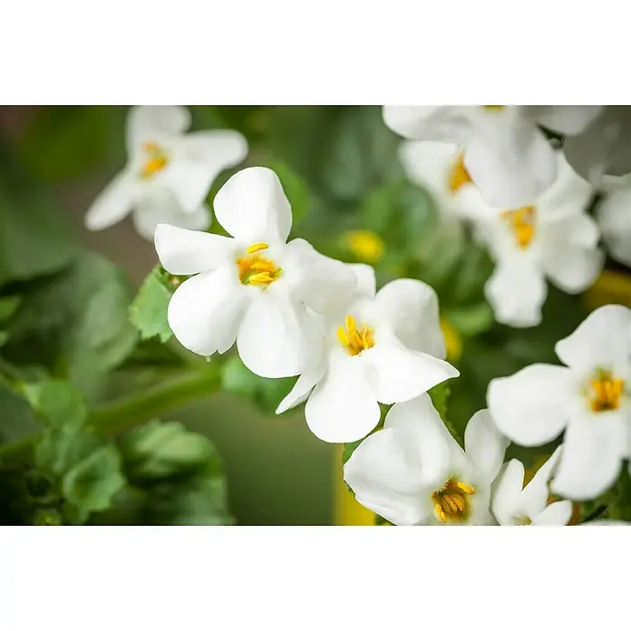 Piardino Schneeflockenblume - Sutera grandiflora, Topfgröße: 13 cm, Mehrfarbig - Nahaufnahme weißer Nemesia-Blüten mit leuchtend gelben Staubgefäßen vor einem Hintergrund aus grünem Laub.