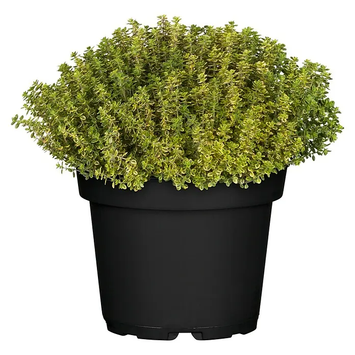 Piardino Echter Thymian - Thymus vulgaris, Topfgröße: 18 cm - Ein Topf mit grünem Thymian, der dicht und üppig wächst. Der Topf ist schwarz und aus Kunststoff.