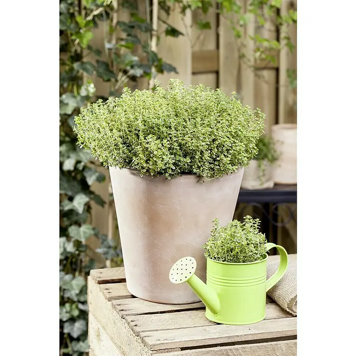 Piardino Echter Thymian - Thymus vulgaris, Topfgröße: 18 cm - Ein üppiger Topf mit Thymian und eine grüne Gießkanne mit Kräutern, beide auf einer Holzpalette arrangiert.