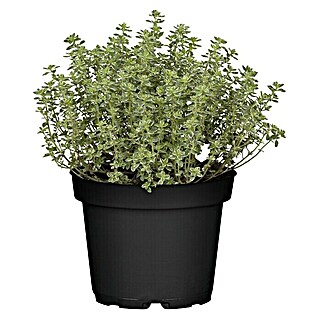 Piardino Zitronenthymian (Thymus citrodorus 'Silver Queen', Topfgröße: 14 cm)