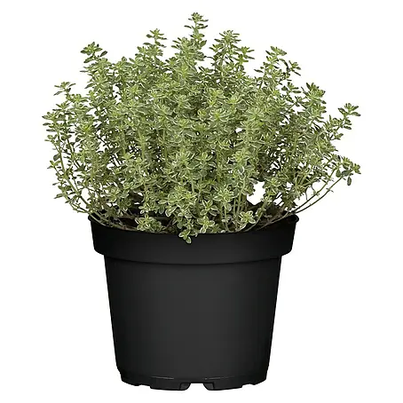Piardino  Zitronenthymian Silver Queen
