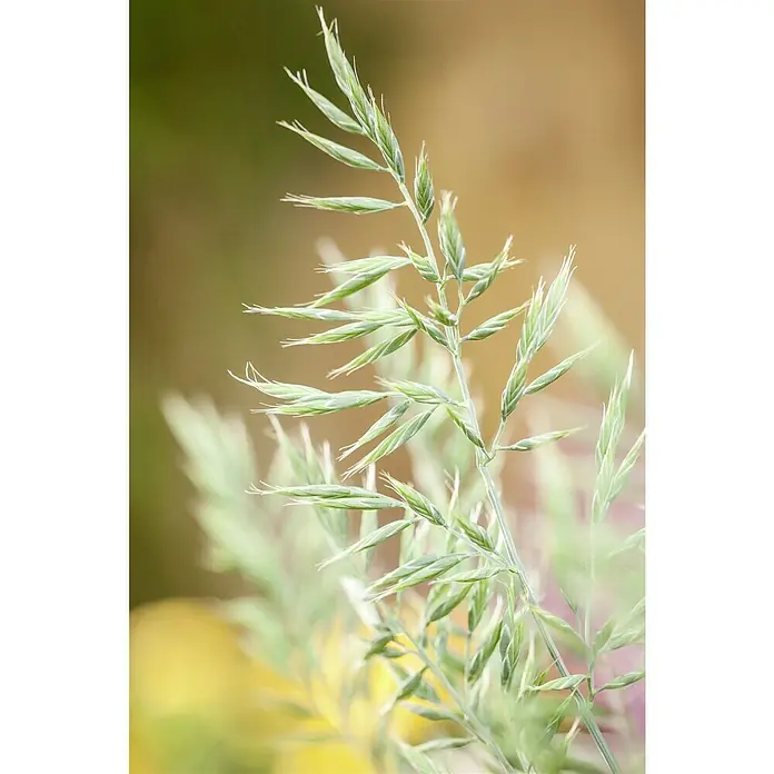 Piardino Blauschwingel - Festuca glauca 'Intense Blue', Topfgröße: 23 cm - Naturaufnahme von zarten grünen Halmen mit filigranen Details, die eine friedliche und ruhige Atmosphäre vermitteln.