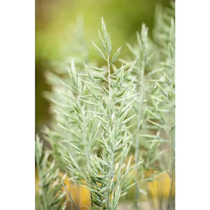 Piardino Blauschwingel - Festuca glauca 'Intense Blue', Topfgröße: 23 cm - Nahaufnahme von mehrblütigen Quecken, die in einem sanften Licht erstrahlen und ihre filigranen Details hervorheben.