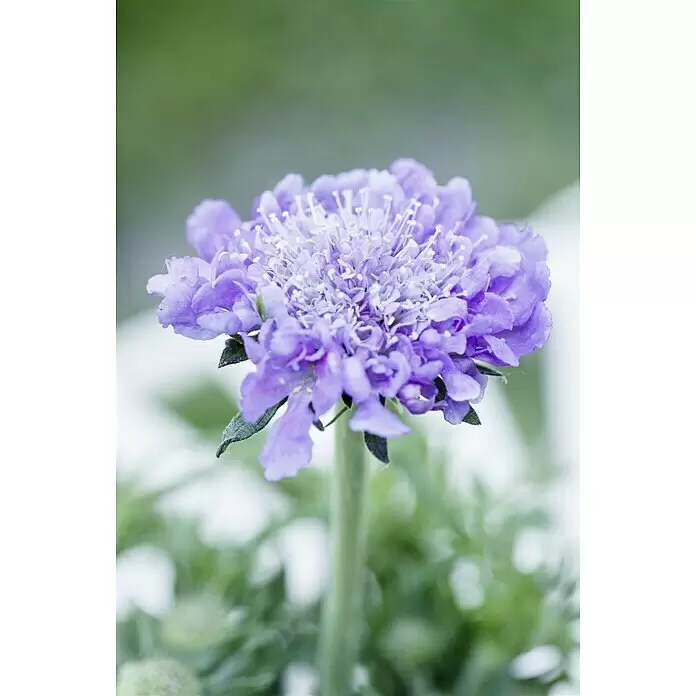 Piardino Staude Scabiose - Scabiosa caucasica, Topfgröße: 13 cm, Violettblau - Stimmungsaufnahme