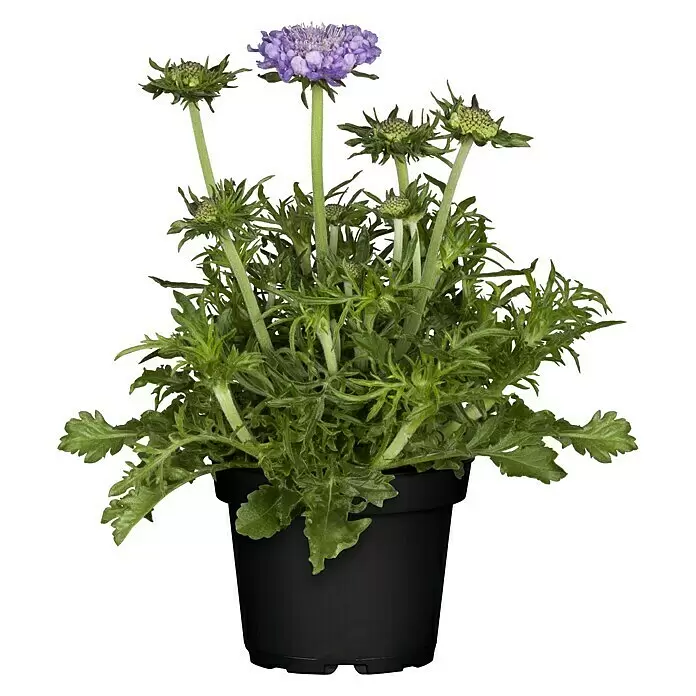 Piardino Staude Scabiose - Scabiosa caucasica, Topfgröße: 13 cm, Violettblau - Vorderansicht