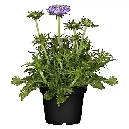 Piardino  Staude Scabiose