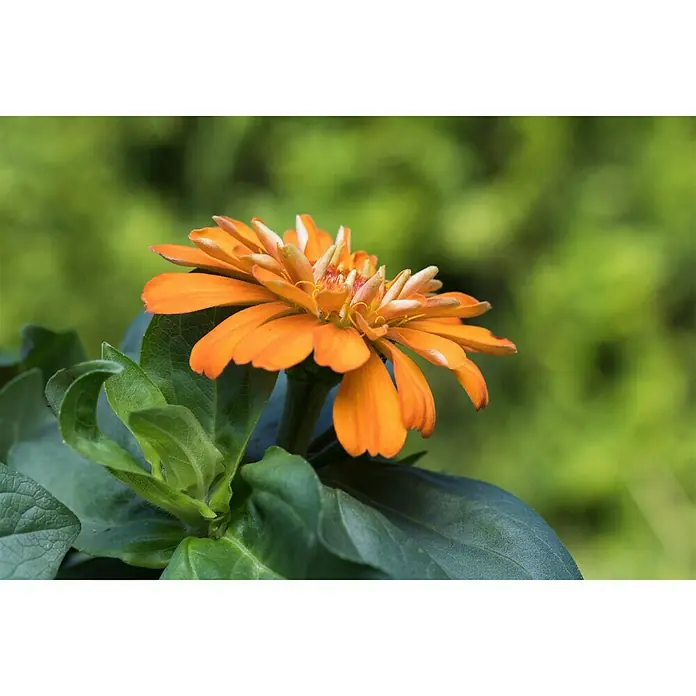 Piardino Zinnia - Zinnia profussion, Tamaño de maceta: 13 cm, En función de la variedad - Primer plano de una vibrante flor de Zinnia naranja con hojas verdes. La Zinnia es el punto focal sobre un fondo verde borroso.