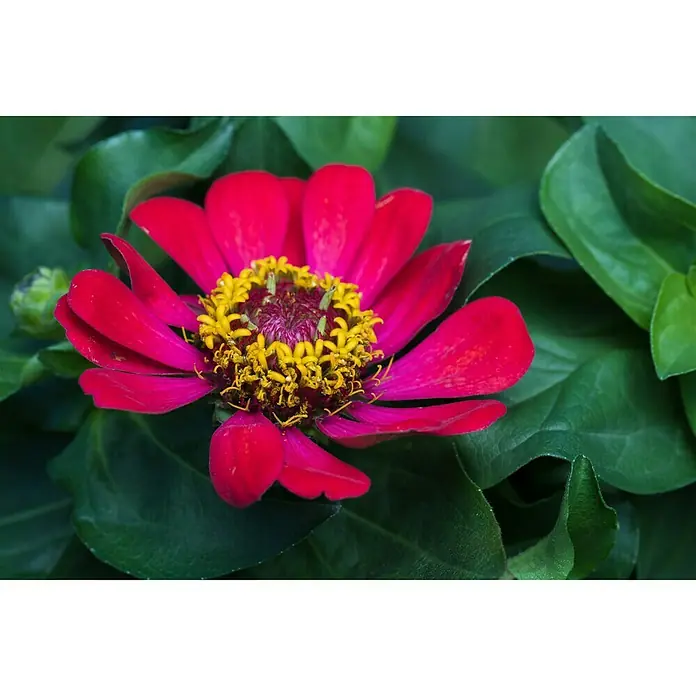 Piardino Zinnia - Zinnia profussion, Tamaño de maceta: 13 cm, En función de la variedad - Primer plano de una zinnia roja con centro amarillo, rodeada de hojas verdes, resaltando los colores vibrantes.