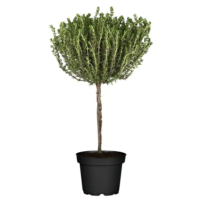 Piardino Echter Thymian Stämmchen - Thymus vulgaris, Topfgröße: 14 cm - Thymianbaum im schwarzen Topf. Dieser dekorative Baum verleiht jedem Raum eine frische Note und ist ideal für Kräuterliebhaber.