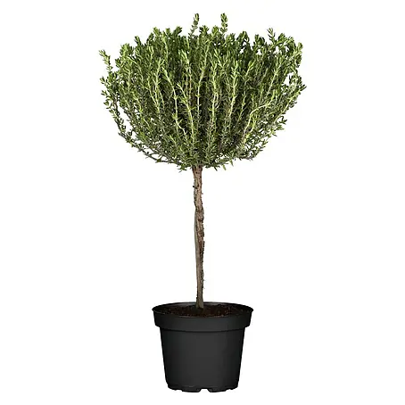 Piardino  Echter Thymian Stämmchen