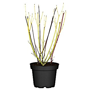Piardino Hartriegel (Cornus alba 'Spaethii', Topfgröße: 18 cm, Grün/Gelb)