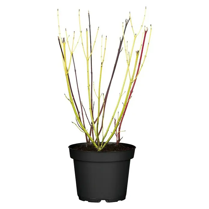 Piardino Hartriegel - Cornus alba 'Spaethii', Topfgröße: 18 cm, Grün/Gelb - Ein Topf mit einem Gelbholz-Hartriegel 'Flaviramea', einer Zierpflanze mit gelben, roten und violetten Ästen, die in einem schwarzen Topf präsentiert wird.