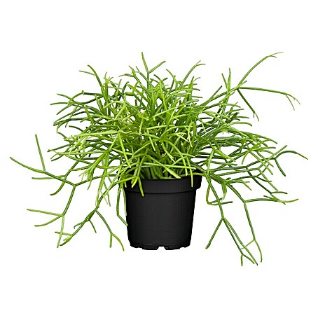Piardino Peitschenkaktus Mix (Rhipsalis heteroclada, Topfgröße: 21 cm)