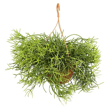 Piardino  Peitschenkaktus Mix