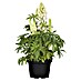 Piardino Lupine knospig 