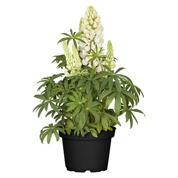Lupine gemischt 13 knospig
