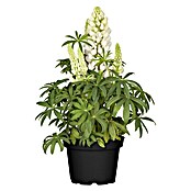 Lupine gemischt 13 knospig
