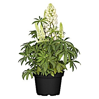 Piardino Lupine knospig (Lupine luteus, Topfgröße: 13 cm)