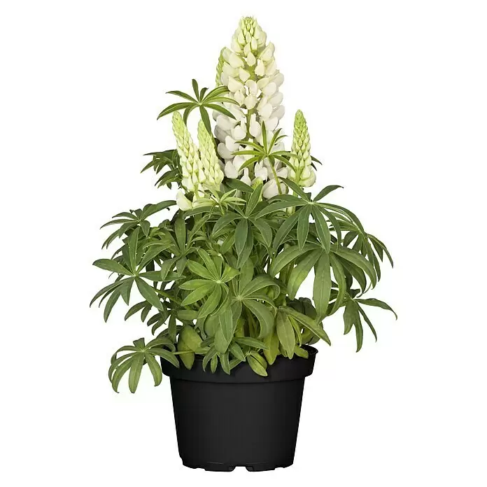 Piardino Lupine knospig - Lupine luteus, Topfgröße: 13 cm - Vorderansicht