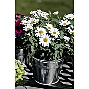 Piardino Strauchmargerite (Argyranthemum frutescens 'Maja Bofinger', Topfgröße: 18 cm) | BAUHAUS