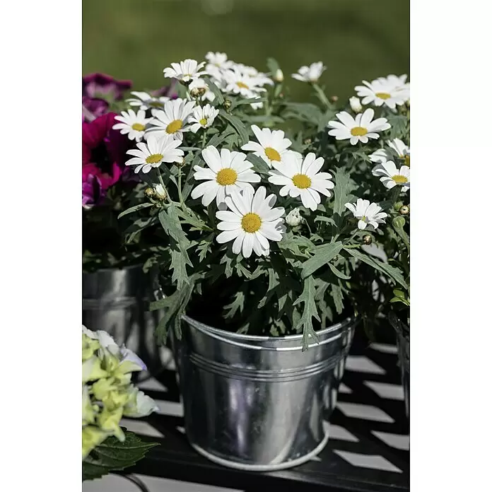 Piardino Strauchmargerite - Argyranthemum frutescens 'Maja Bofinger', Topfgröße: 18 cm - Stimmungsaufnahme