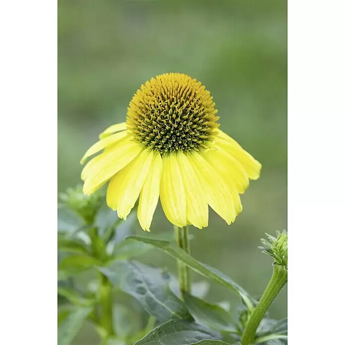 Piardino Sonnenhut - Echinacea purpurea, Topfgröße: 13 cm - Stimmungsaufnahme