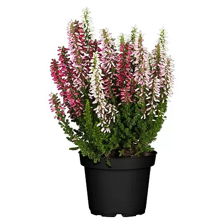 Besenheide Beauty Ladies 3 Farben