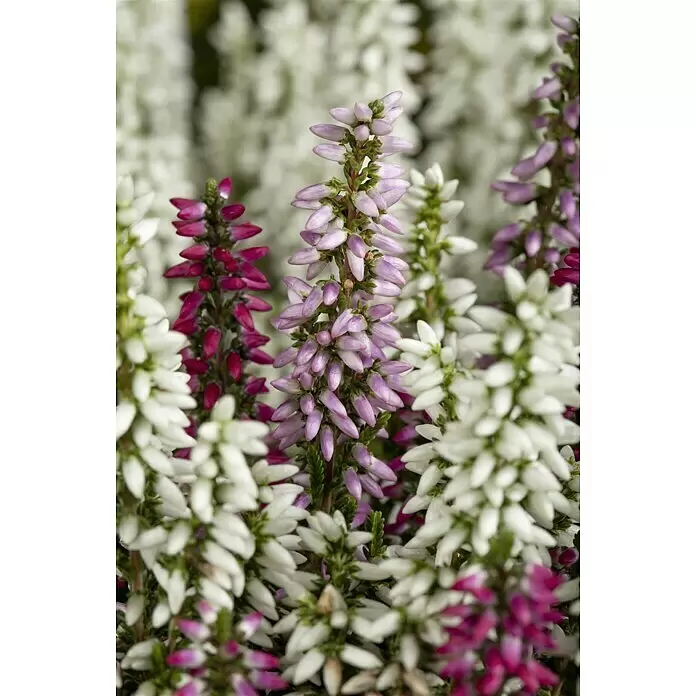 Besenheide Beauty Ladies 3 Farben - Calluna vulgaris, Topfgröße: 6 cm, Weiß/Rosa/Pink - Stimmungsaufnahme