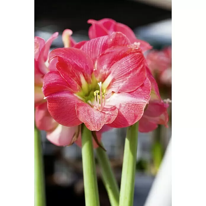 Piardino Amaryllis - Hippeastrum x Hybrid, Topfgröße: 12 cm, Rosa - Stimmungsaufnahme