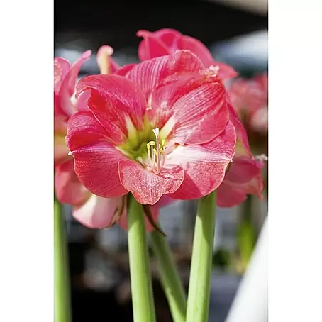 Piardino  Amaryllis
