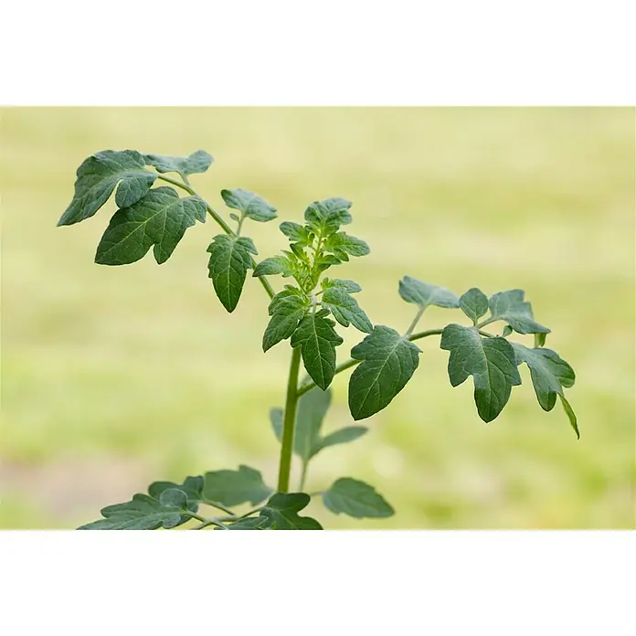 Piardino Cocktailtomate - Solanum lycopersicum var. cerasifo, 10 cm, Erntezeit: Juli - Nahaufnahme einer jungen Tomatenpflanze mit grünen Blättern im Wachstum.