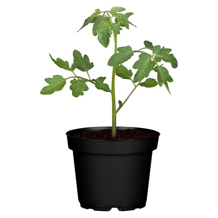 Piardino Cocktailtomate (Topfgröße: 10 cm)