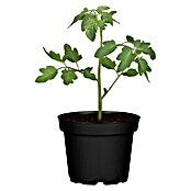 Piardino Cocktailtomate (Topfgröße: 10 cm)