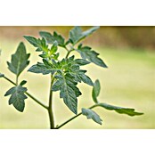 Piardino Tomate (Topfgröße: 10 cm)