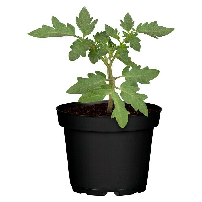 Piardino Tomate (Topfgröße: 10 cm)