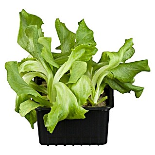 Piardino Kopfsalat (Lactuca sativa var. capitata, Erntezeit: Juni)