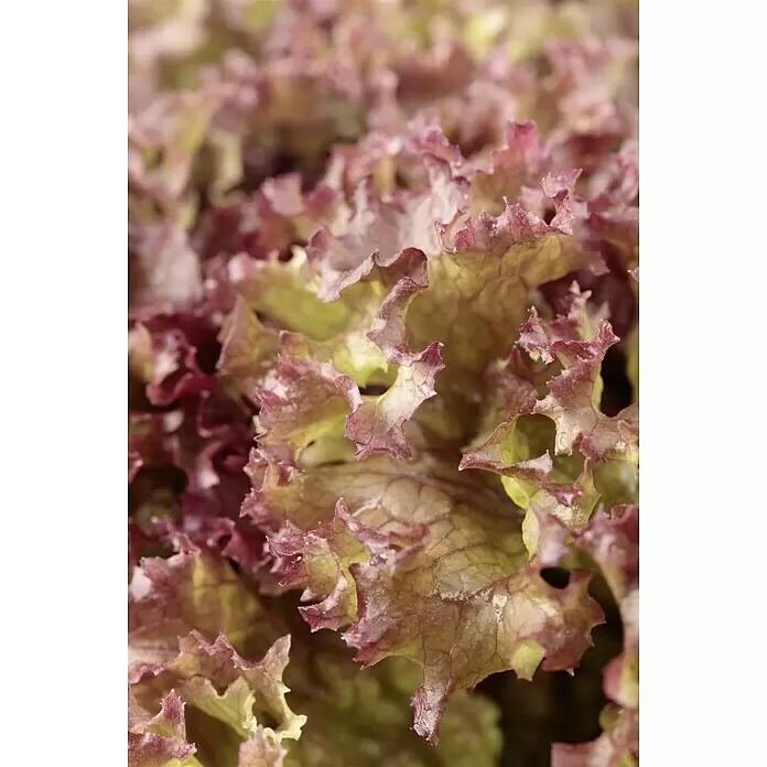 Piardino Blattsalat 6er Schale - Lactuca sativa var. capitata Lollo Rosso, Erntezeit: Juni - Stimmungsaufnahme