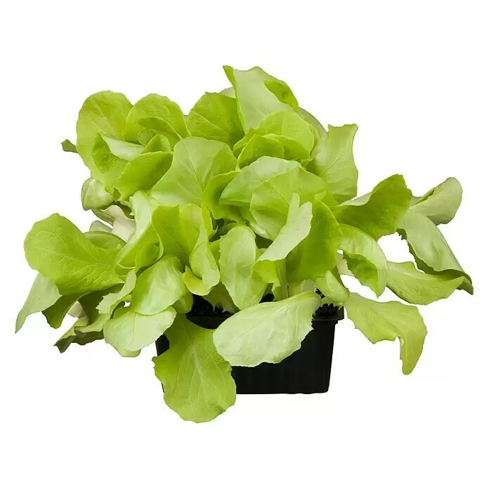 Piardino Eisbergsalat 6er Schale - Lactuca sativa var. capitata, Erntezeit: Juni - Vorderansicht
